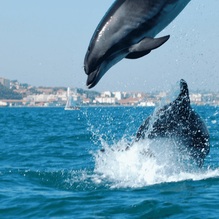 a dolphin jumping out of the water