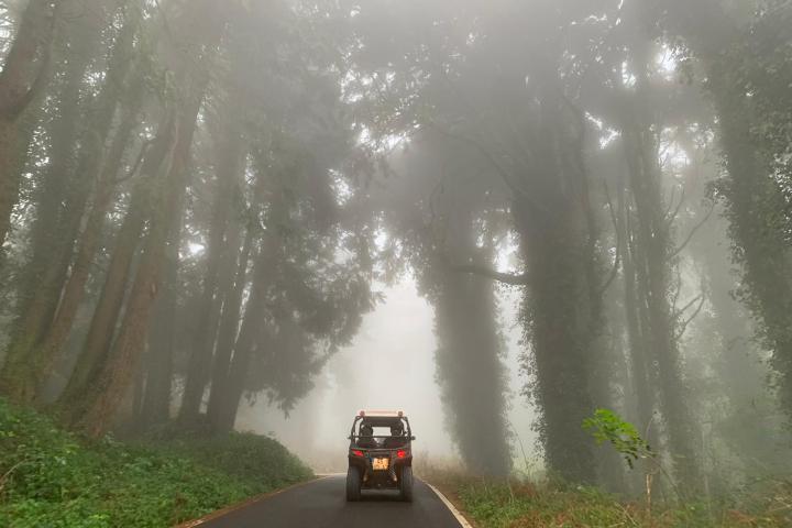 a buggy driving between trees