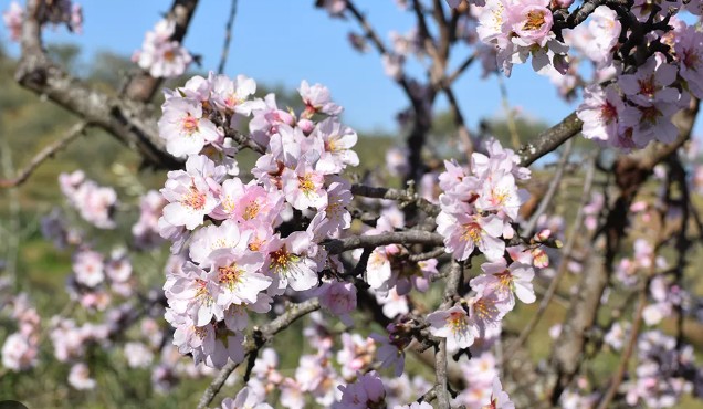 Branches with pink cherry blossoms against a clear blue sky.
