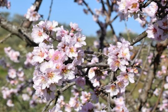 Branches with pink cherry blossoms against a clear blue sky.