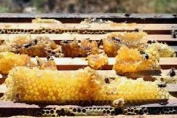 Bees on wooden frames with honeycomb outdoors on a sunny day.