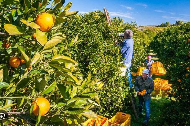Workers harvesting oranges from trees into yellow crates on a sunny day.