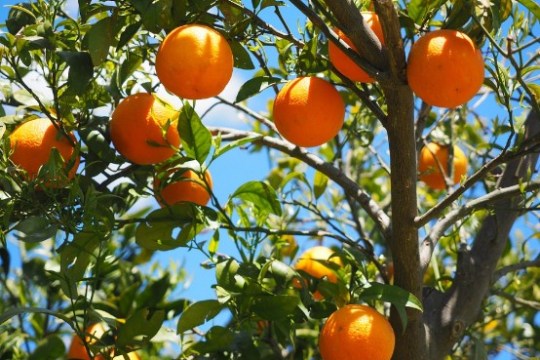 Orange tree with ripe fruit and green leaves against a blue sky.