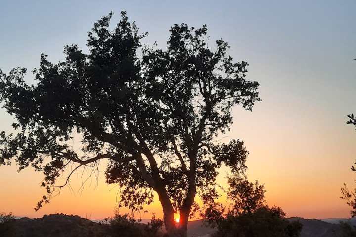 Silhouette of a tree against a colorful sunset sky in a hilly landscape.