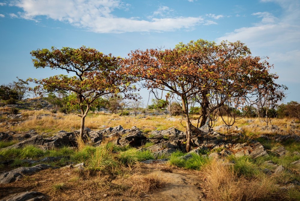 Two trees in a rocky, grassy landscape under a blue sky.